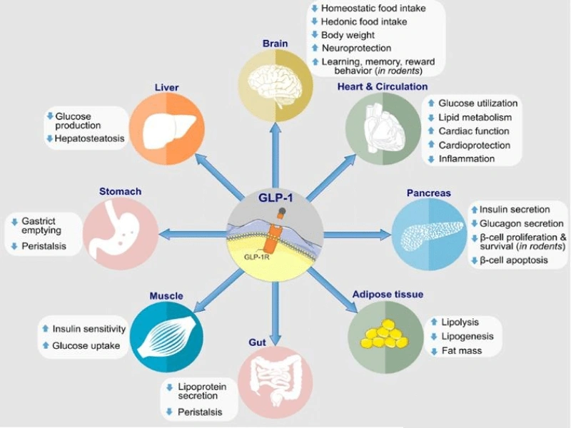 The mechanism of GLP-1
